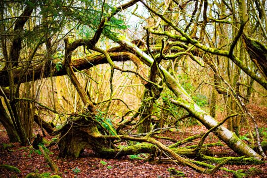 Oxygen Project Photograph No. 089