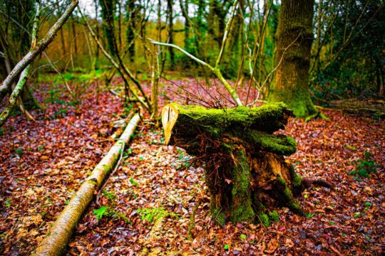 Oxygen Project Photograph No. 091