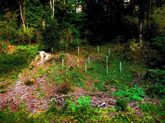 Oxygen Project Photograph No. 099