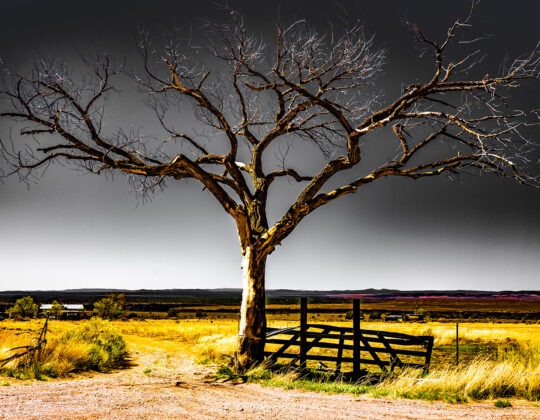 Enchanted Lands Project Photograph No. 079