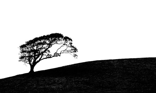 Pictoral Black & White Photograph No. 10