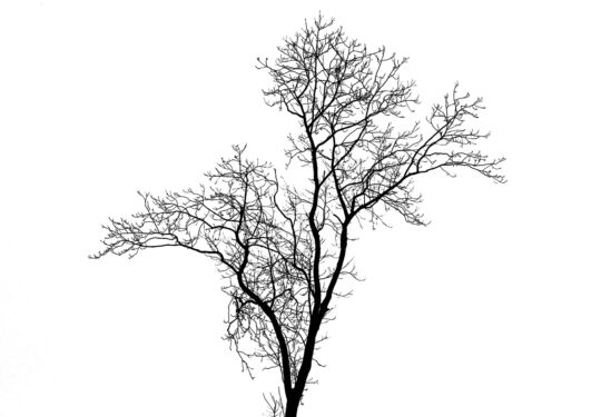 Pictoral Black & White Photograph No. 11