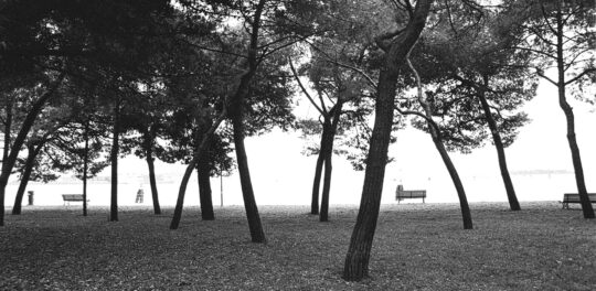 Pictoral Black & White Photograph No. 12