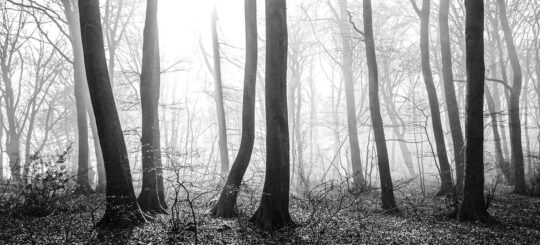 Pictoral Black & White Photograph No. 14