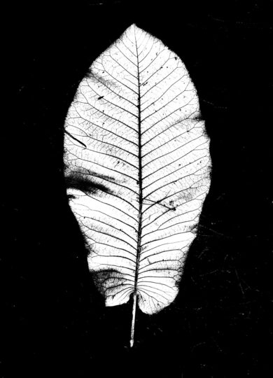 Pictoral Black & White Photograph No. 20