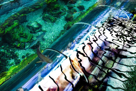 Singles Colour Photograph No. 03