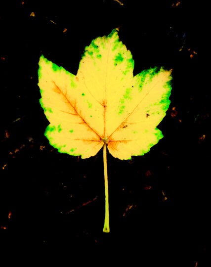 Pictoral Colour Photograph No. 02