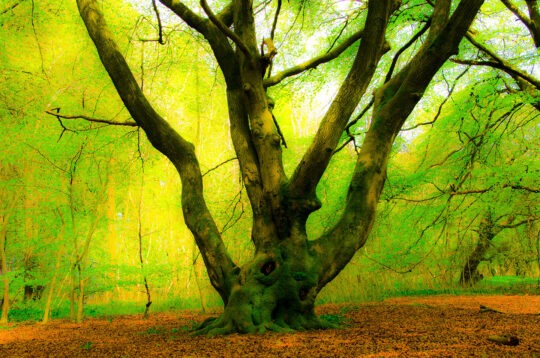 Pictoral Colour Photograph No. 04