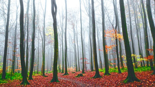 Pictoral Colour Photograph No. 09