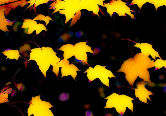 Pictoral Colour Photograph No. 12